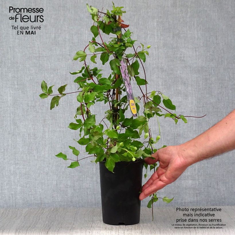 Spécimen de Clématite - Clematis Super Cute Pot de 2L/3L tel que livré au printemps