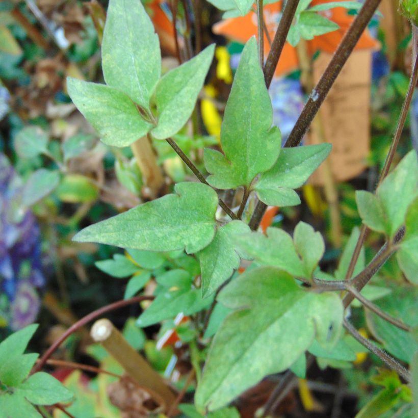 Clématite - Clematis Taiga  (Feuillage)