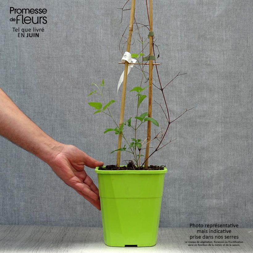 Spécimen de Clématite - Clematis Taiga  Pot de 4L/5L tel que livré en été