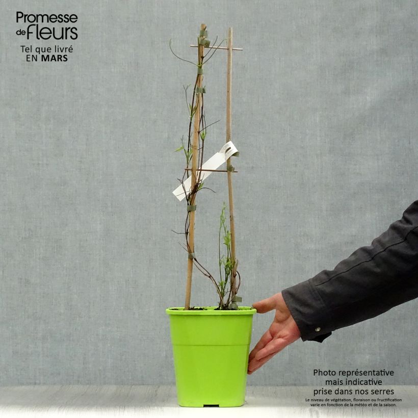 Spécimen de Clématite - Clematis Taiga en pot de 4 litres tel que livré au printemps