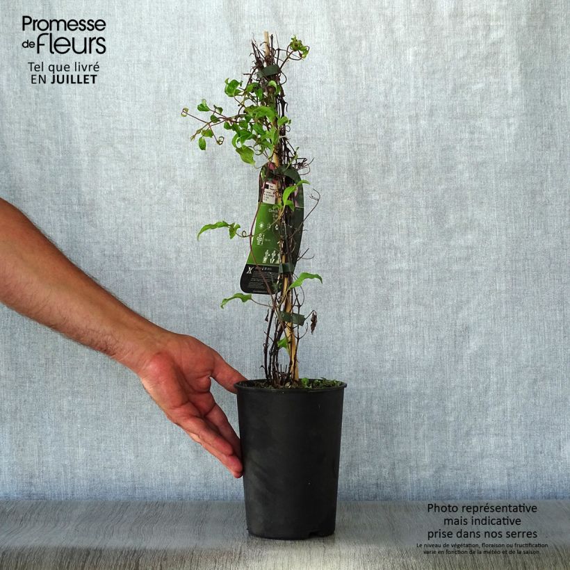 Spécimen de Clématite - Clematis Temptation Pot de 2L/3L tel que livré en été