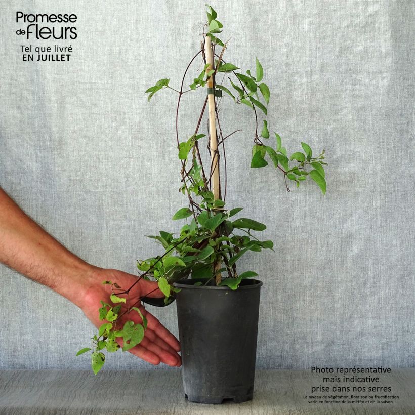 Spécimen de Clématite - Clematis Texensis Gravetye Beauty Pot de 2L/3L tel que livré en été