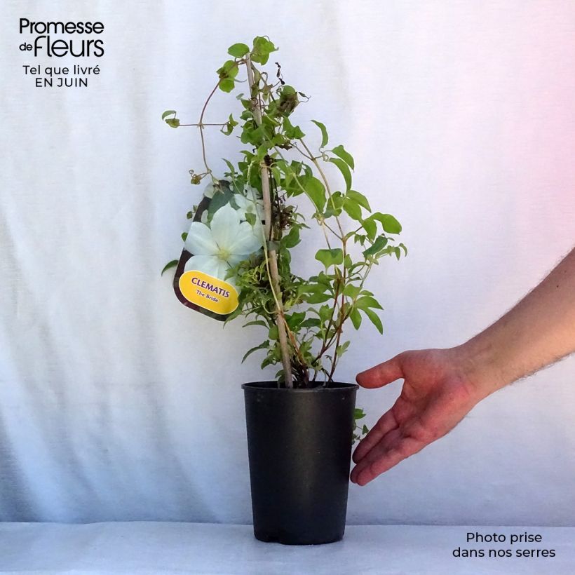 Spécimen de Clématite - Clematis The Bride Pot de 2L/3L tel que livré en été
