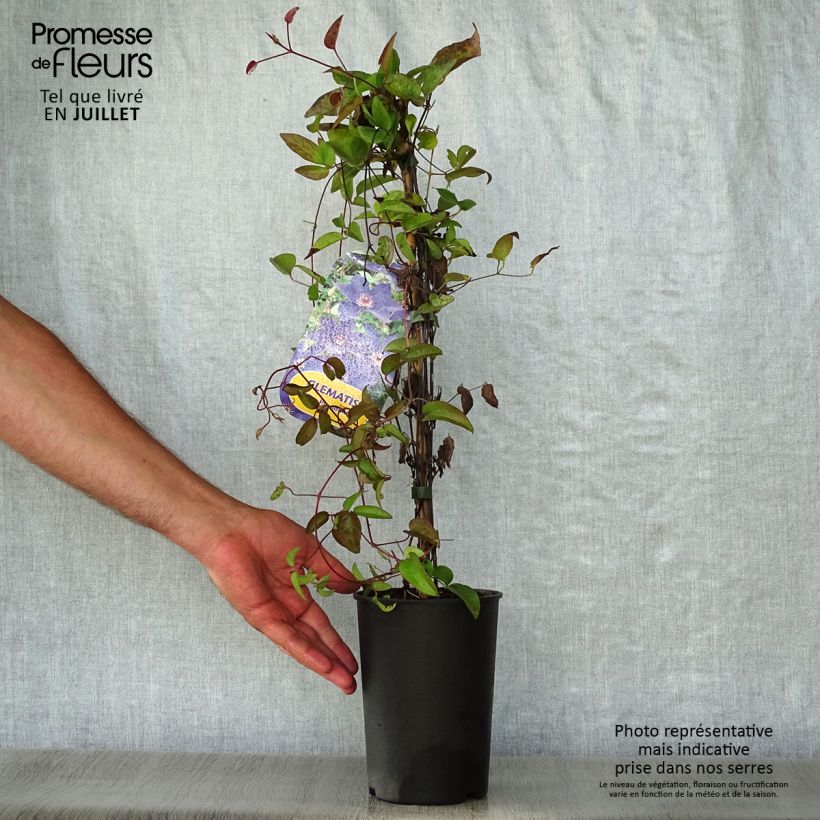 Spécimen de Clématite - Clematis The President Pot de 2L/3L tel que livré en été