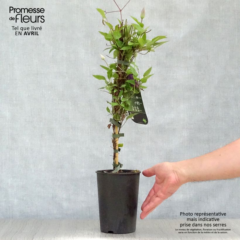 Spécimen de Clématite - Clematis The President en pot de 2/3L tel que livré au printemps