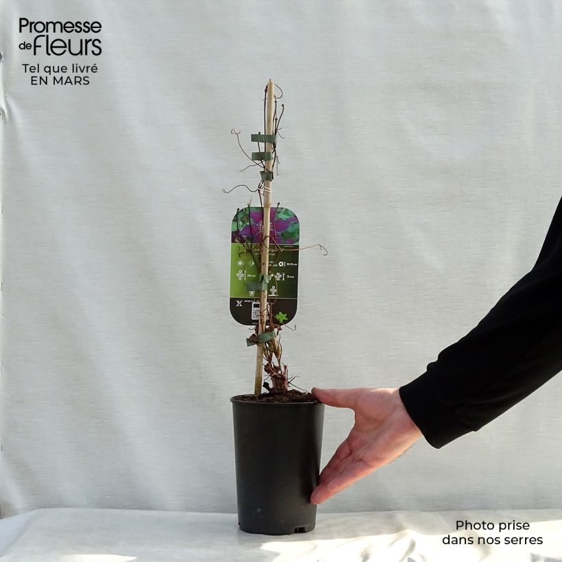 Spécimen de Clématite - Clematis The Vagabond en pot de 2/3L tel que livré au printemps