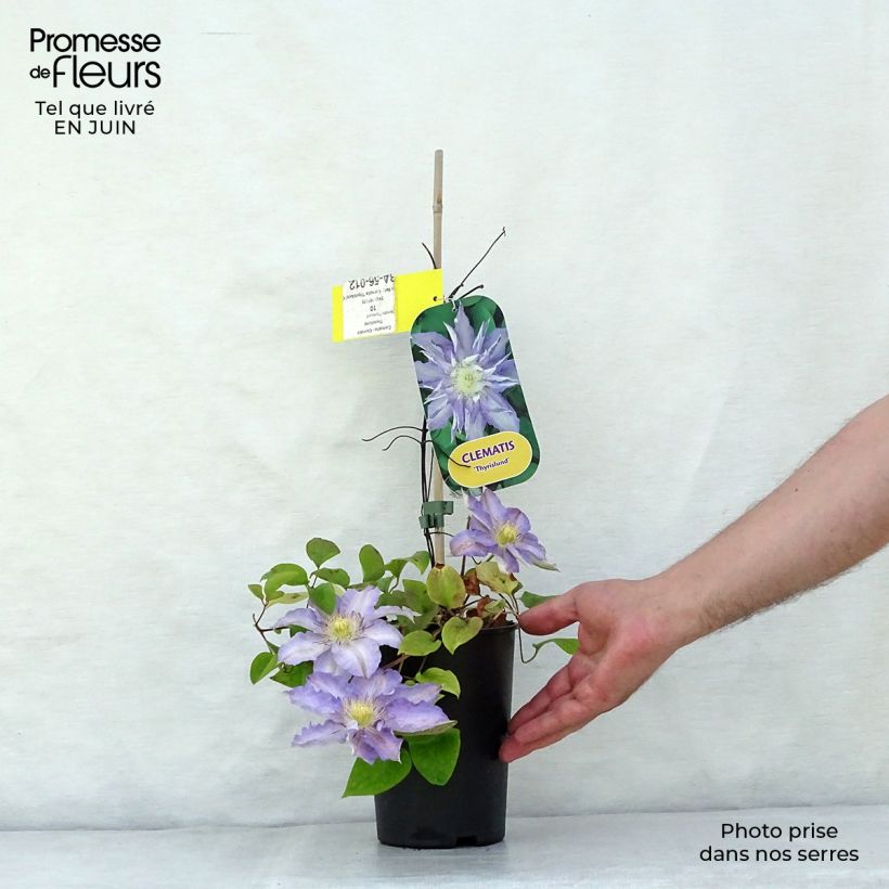 Spécimen de Clématite - Clematis Thyrislund Pot de 1,5L/2L tel que livré en été