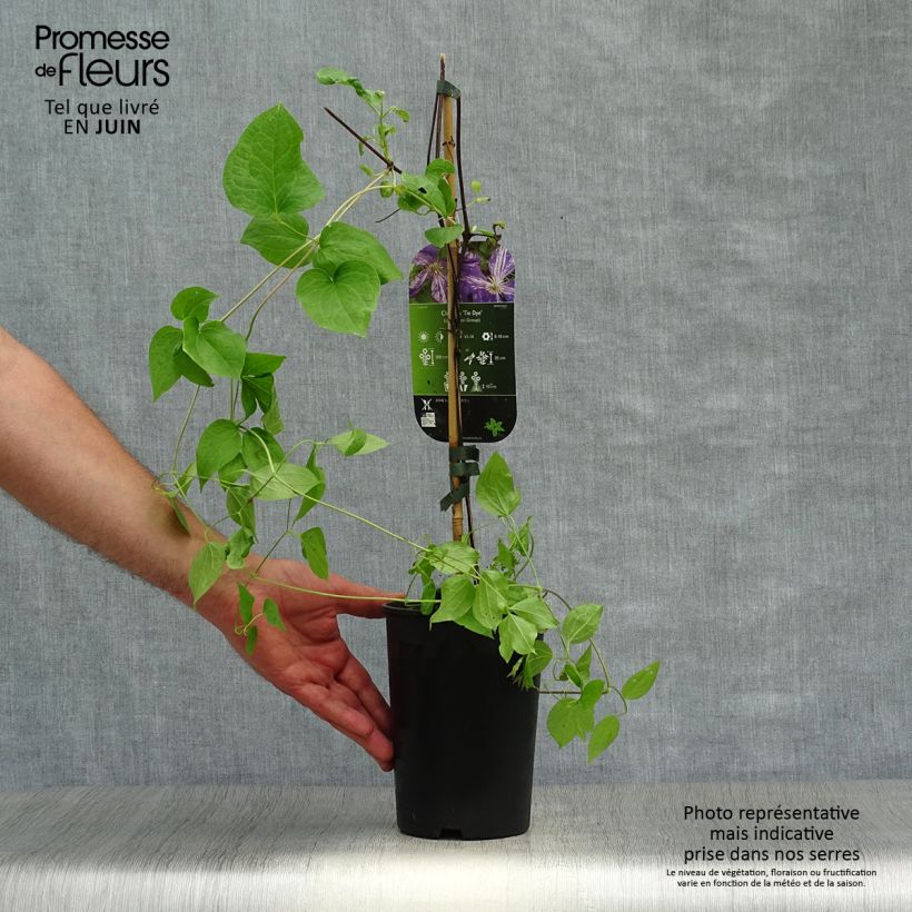 Spécimen de Clématite - Clematis Tie Dye Pot de 2L/3L tel que livré en été