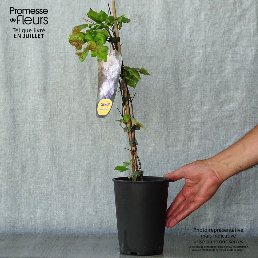 Spécimen de Clématite - Clematis Veronica's Choice Pot de 2L/3L tel que livré en été