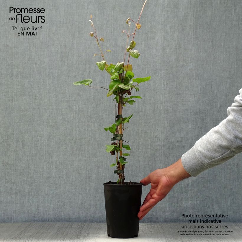 Spécimen de Clématite - Clematis Veronica's Choice Pot de 2L/3L tel que livré au printemps