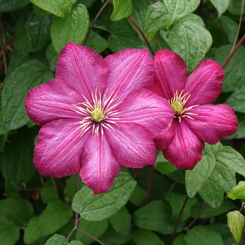 Clématite - Clematis Ville de Lyon  (Floraison)