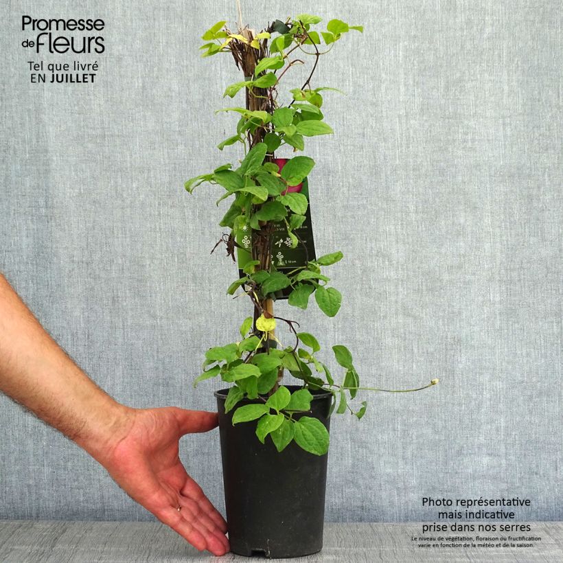 Spécimen de Clématite - Clematis Ville de Lyon  Pot de 1,5L/2L tel que livré en été