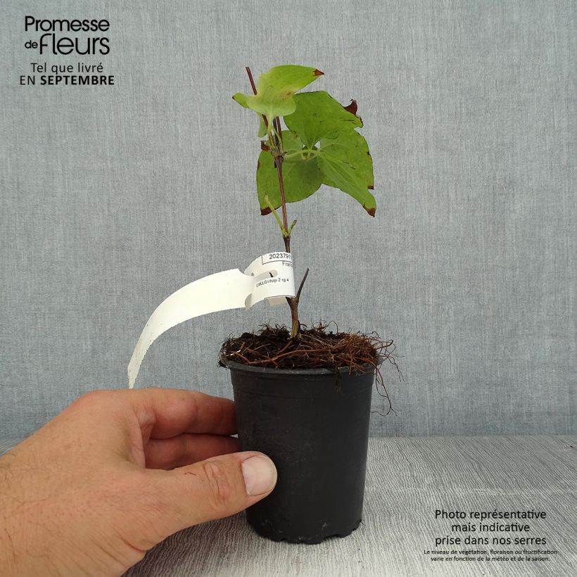 Example of Clématite - Clematis Vyvyan Pennell as you get in ete
