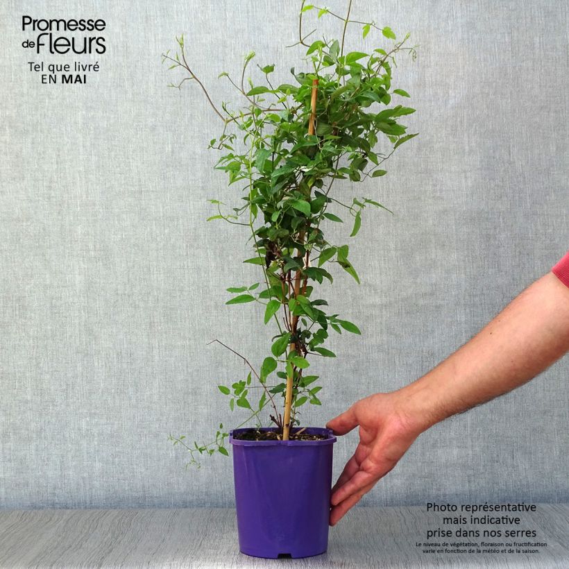 Spécimen de Clématite - Clematis Vyvyan Pennell en pot de 2/3L tel que livré au printemps