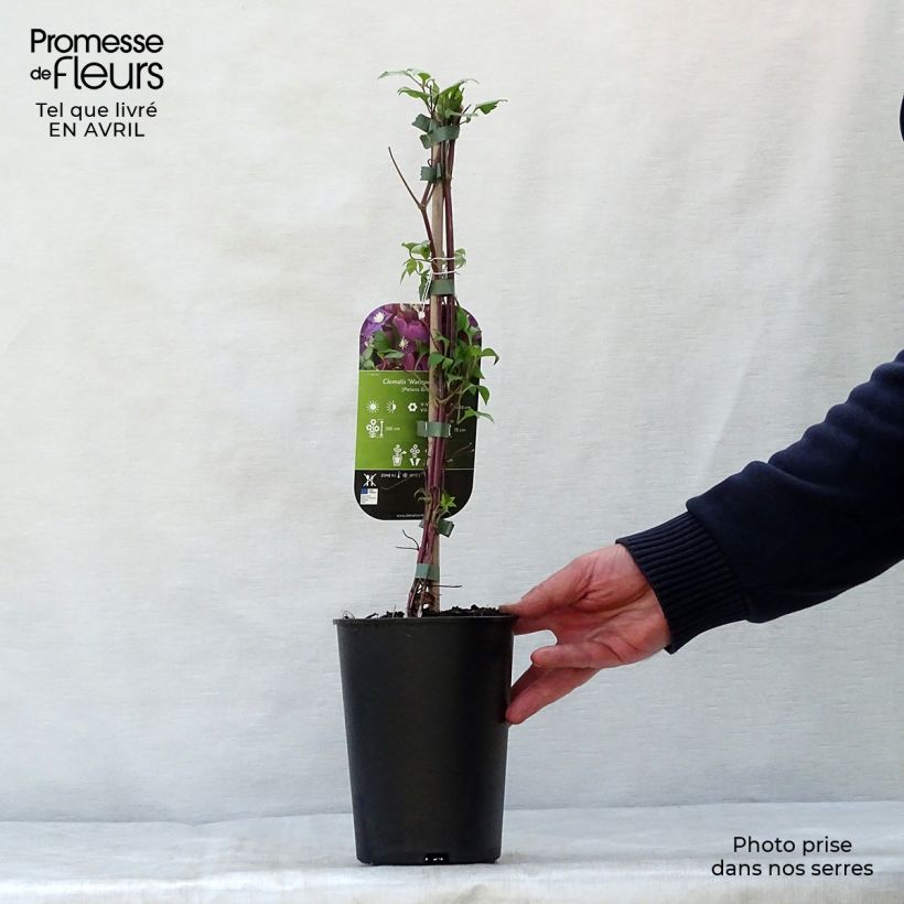 Spécimen de Clématite - Clematis Warszawska Nike Pot de 2L/3L tel que livré au printemps