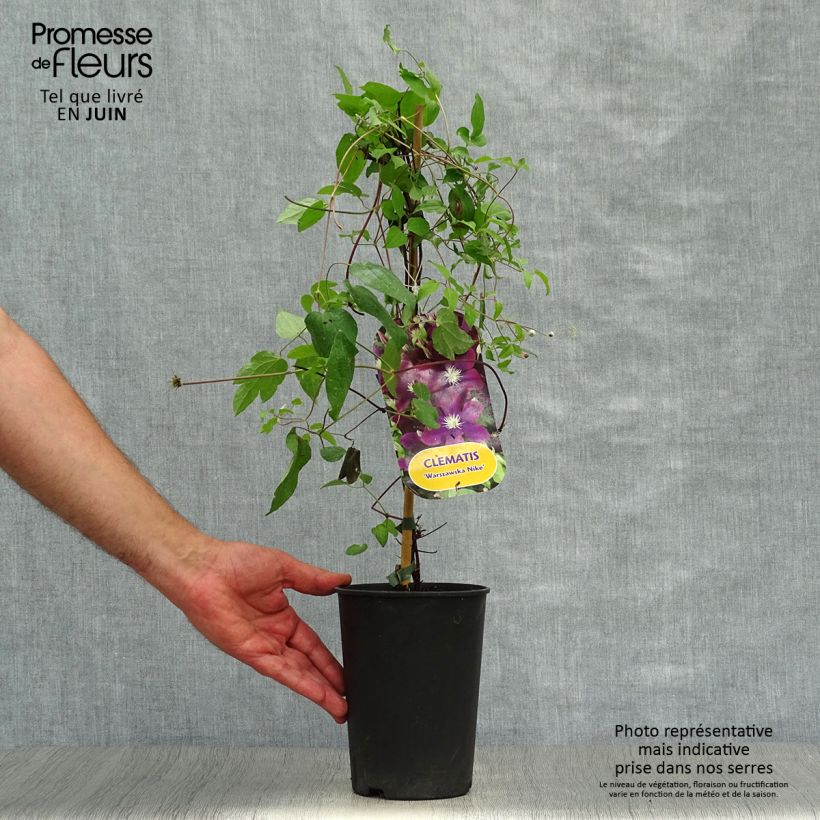Spécimen de Clématite - Clematis Warszawska Nike Pot de 2L/3L tel que livré en été