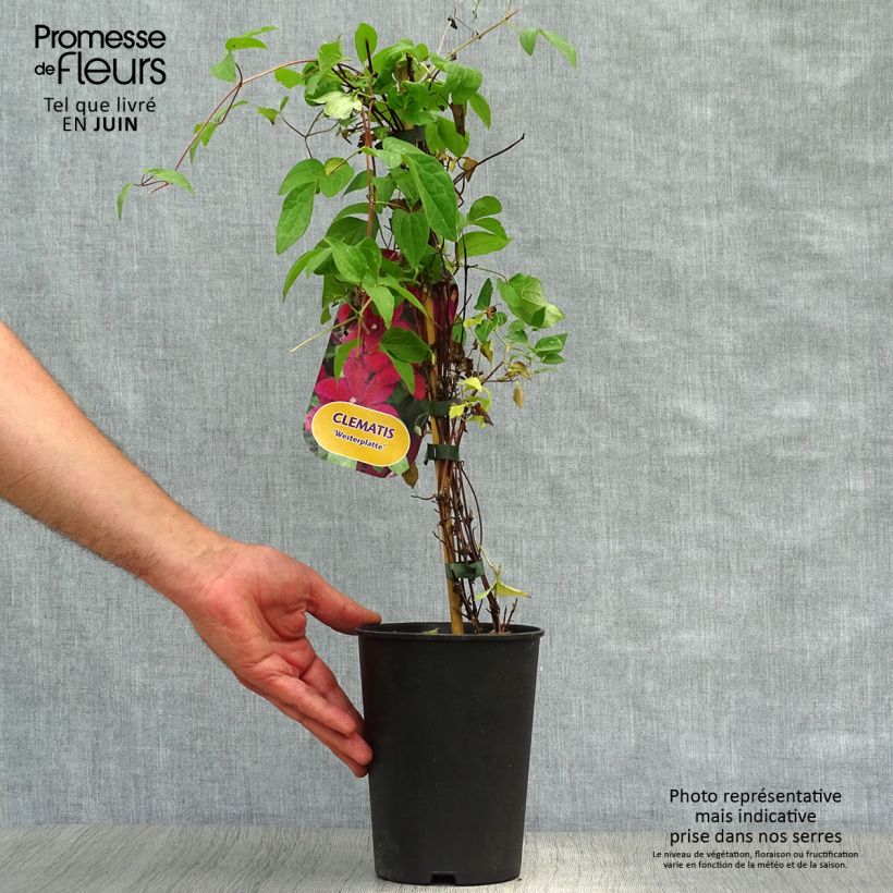 Spécimen de Clématite - Clematis Westerplatte Pot de 2L/3L tel que livré en été