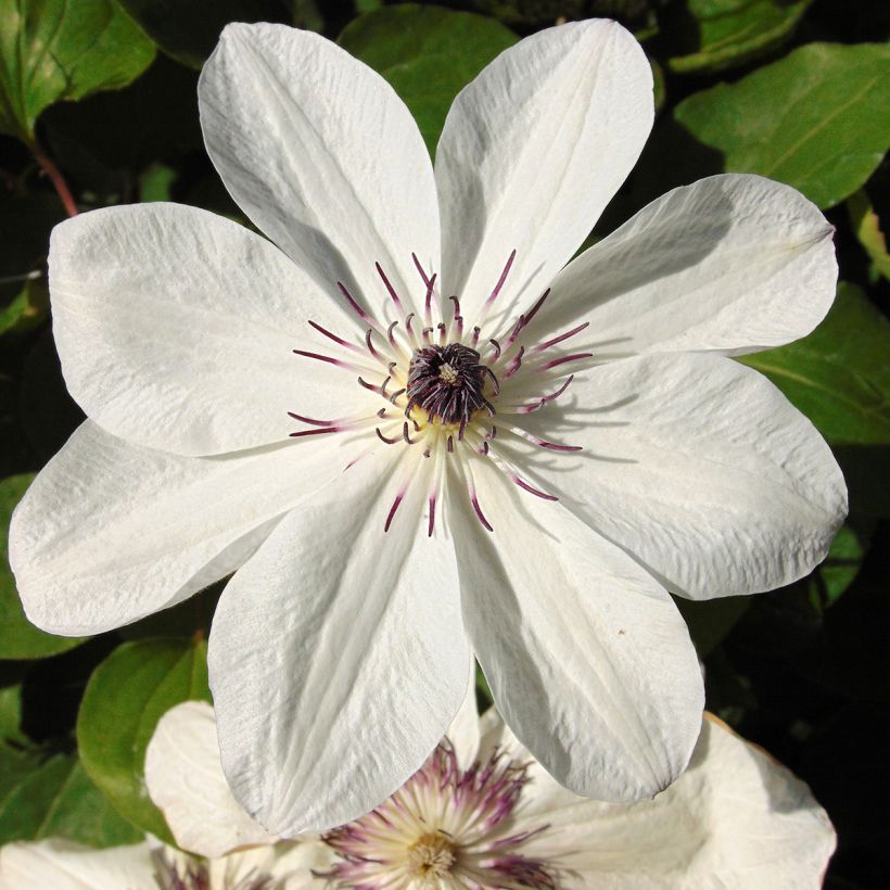 Clématite - Clematis White Pearl (Floraison)