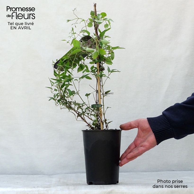 Spécimen de Clématite - Clematis White Pearl Pot de 2L/3L tel que livré au printemps