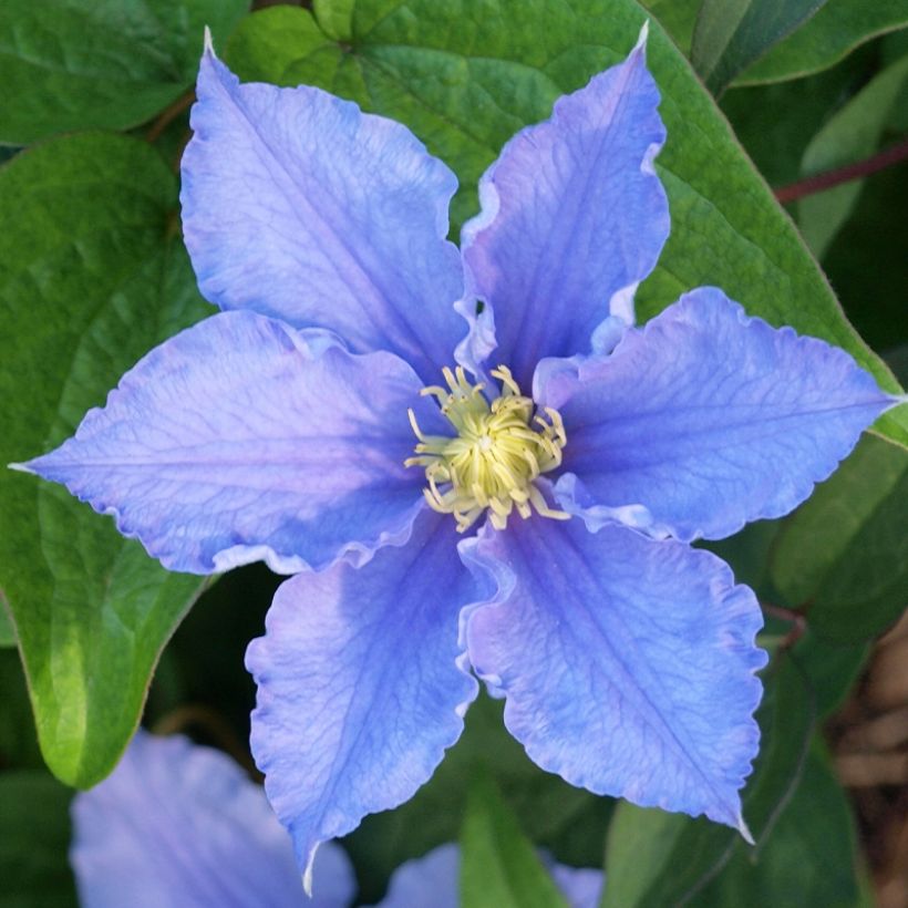 Clématite - Clematis Will Goodwin (Floraison)