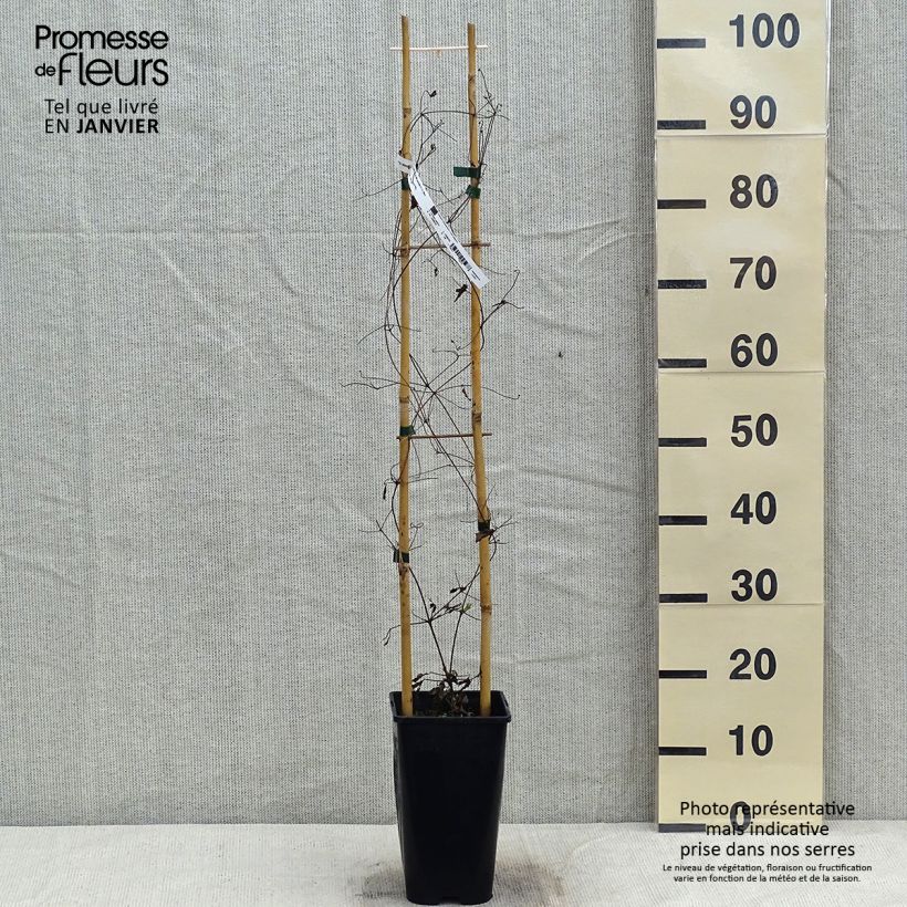 Spécimen de Clématite - Clematis Will Goodwin Pot de 2L/3L tel que livré en hiver