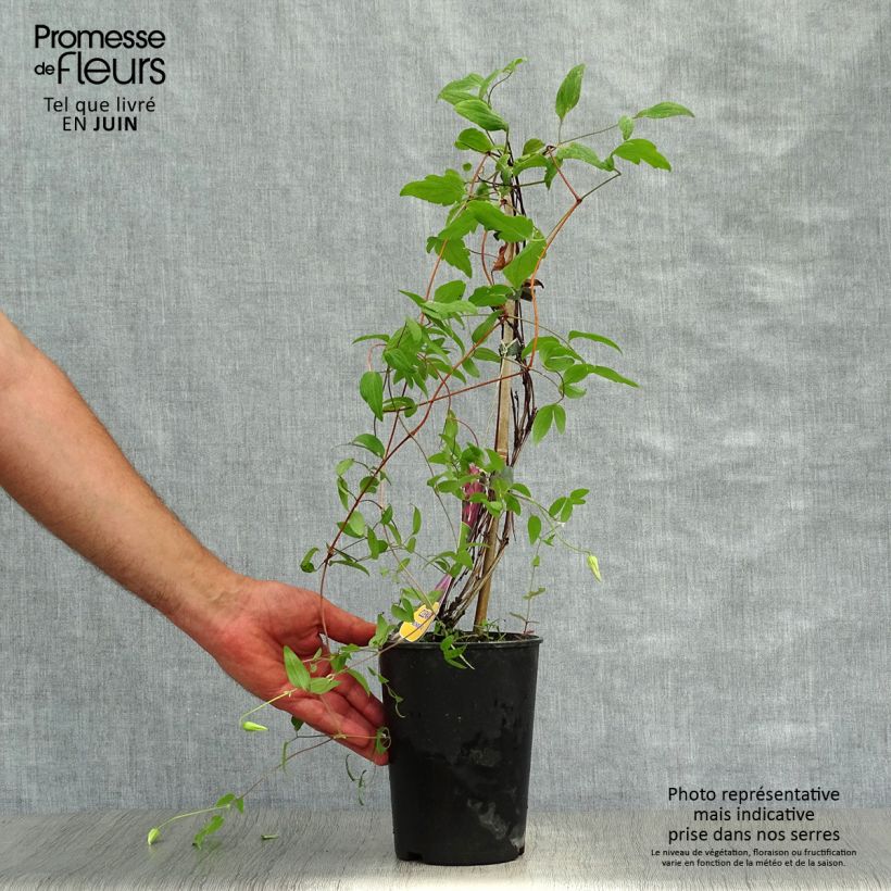 Spécimen de Clématite - Clematis Wonderful  Pot de 2L/3L tel que livré en été