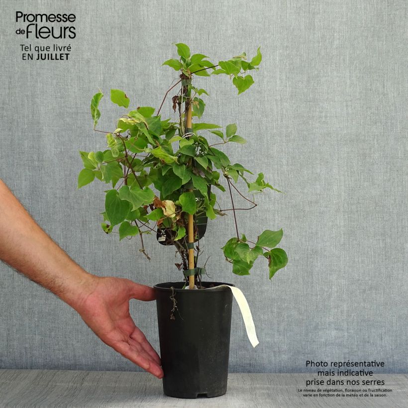 Spécimen de Clématite - Clematis Yvette Houry Pot de 1,5L/2L tel que livré en été