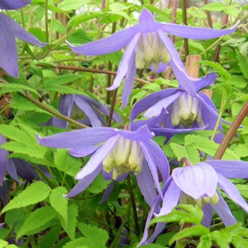 Clématite - Clematis alpina  (Floraison)