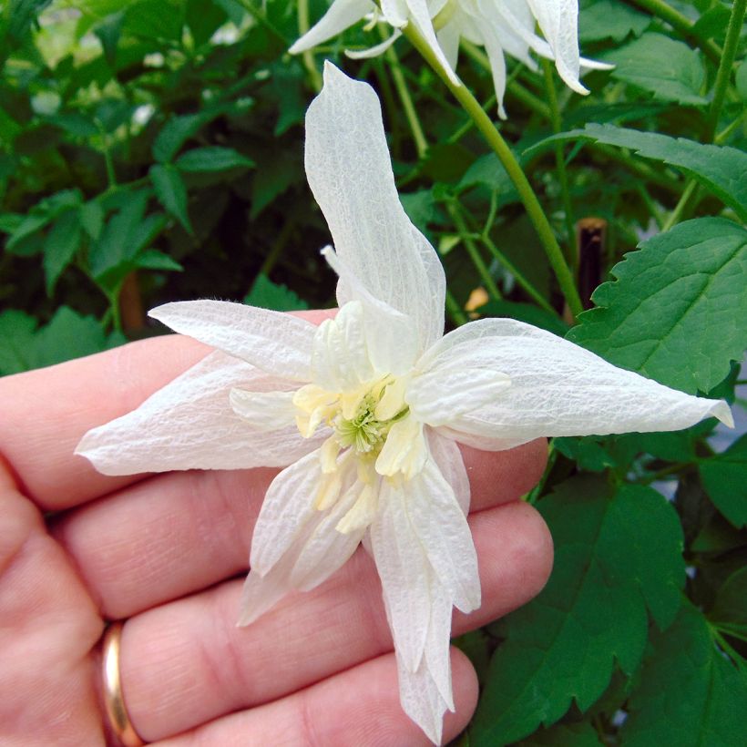 Clématite - Clematis alpina Albina Plena (Floraison)