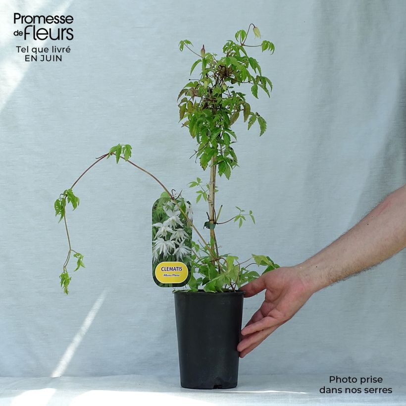 Spécimen de Clématite - Clematis alpina Albina Plena Pot de 2L/3L tel que livré en été