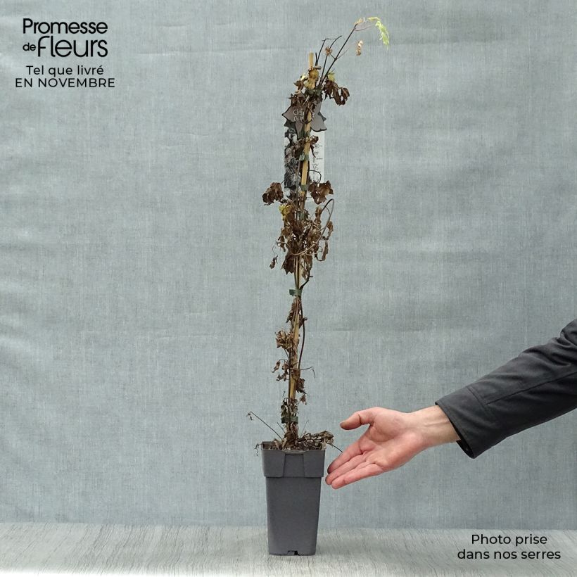 Spécimen de Clématite - Clematis alpina Ocean Pearl   tel que livré en automne