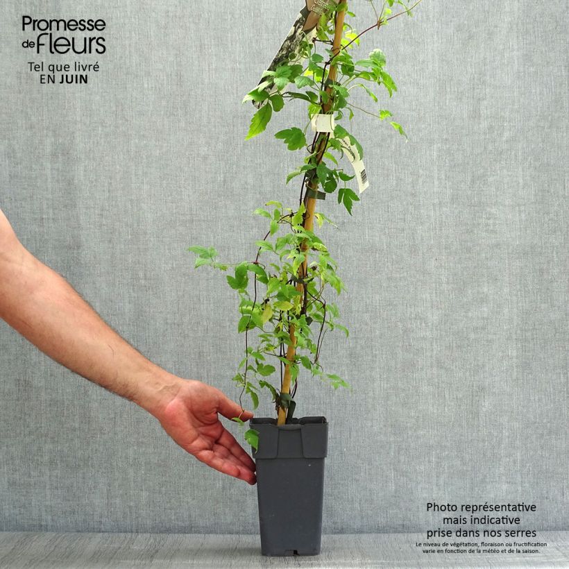 Spécimen de Clématite - Clematis alpina Ocean Pearl   Pot de 2L/3L tel que livré en été