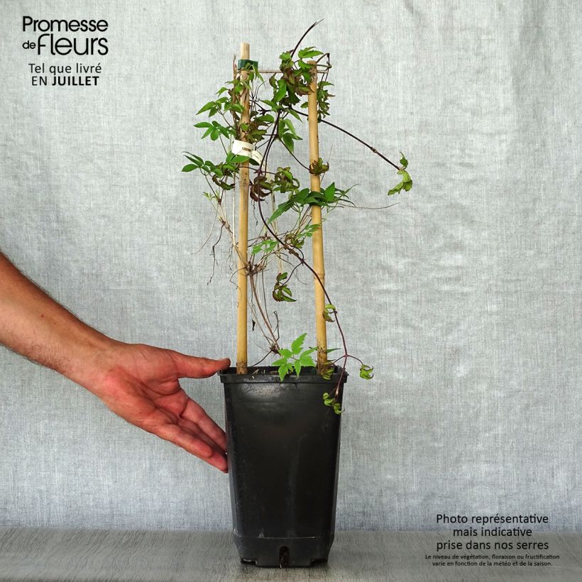 Spécimen de Clématite - Clematis alpina  Pot de 2L/3L tel que livré en été