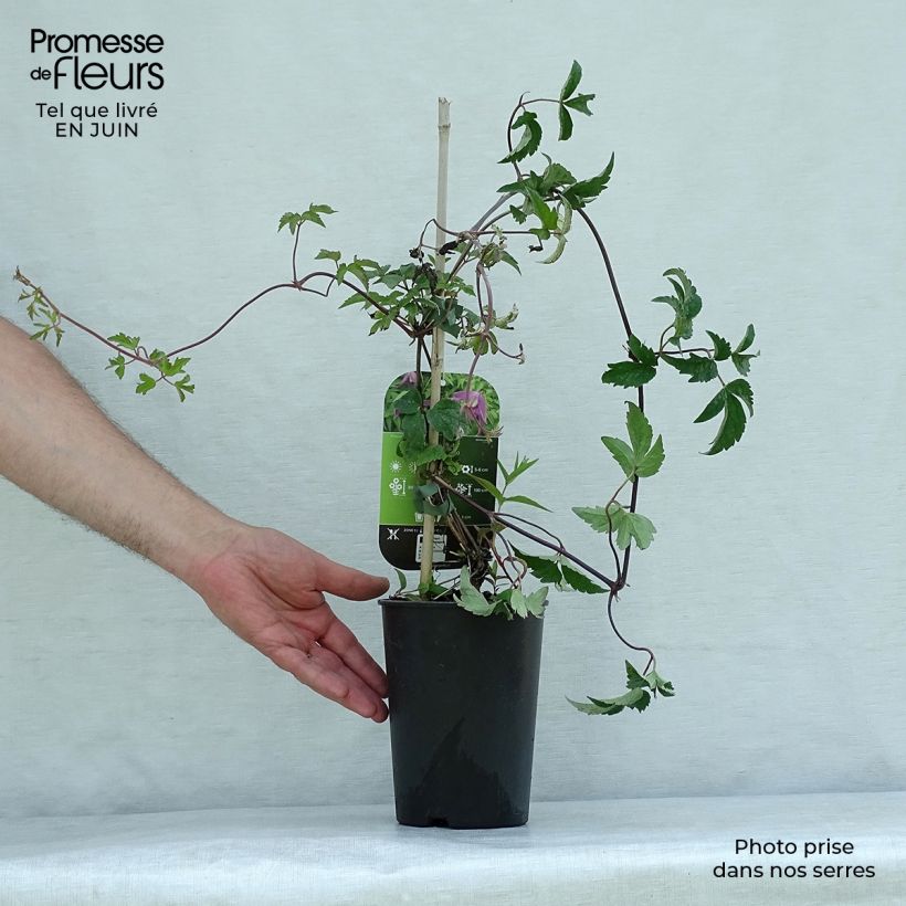 Spécimen de Clématite - Clematis alpina Ruby Pot de 2L/3L tel que livré en été