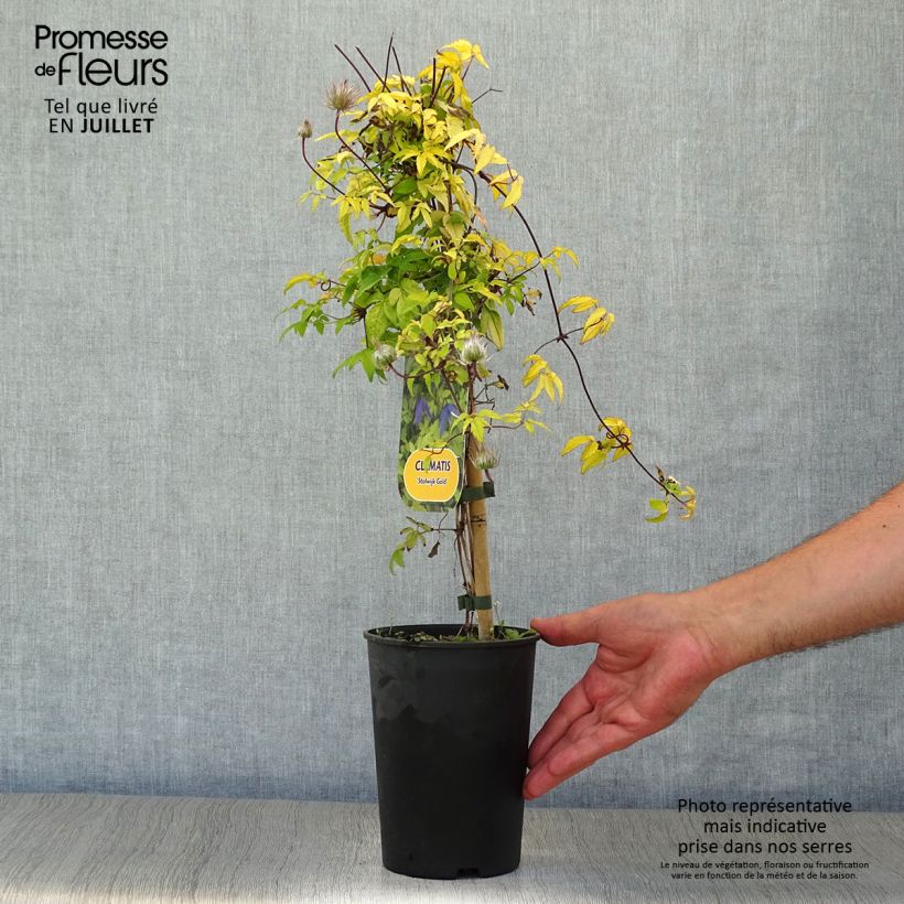 Spécimen de Clématite - Clematis alpina Stolwijk Gold Pot de 2L/3L tel que livré en été