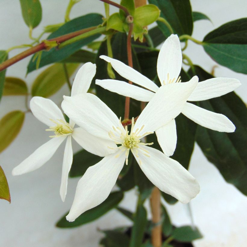 Clématite - Clematis armandii (Floraison)