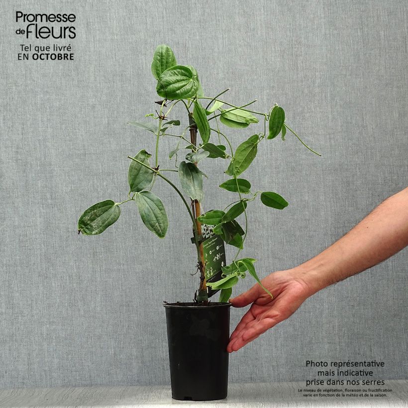 Spécimen de Clematis armandii Apple Blossom - clématite du père Armand Pot de 2L/3L tel que livré en automne