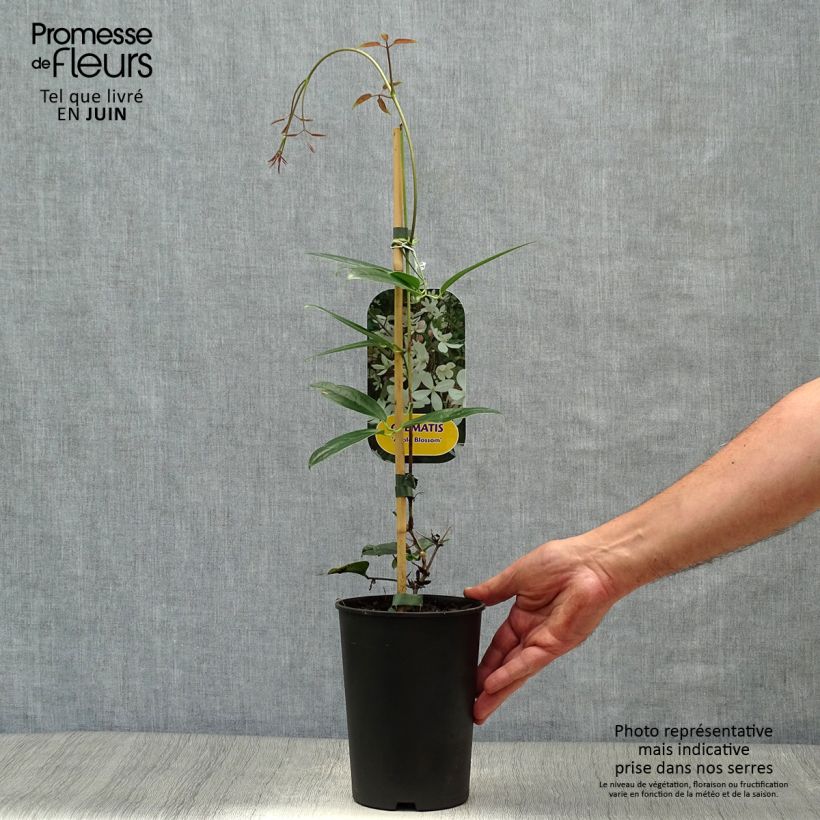 Spécimen de Clematis armandii Apple Blossom - clématite du père Armand Pot de 2L/3L tel que livré en été