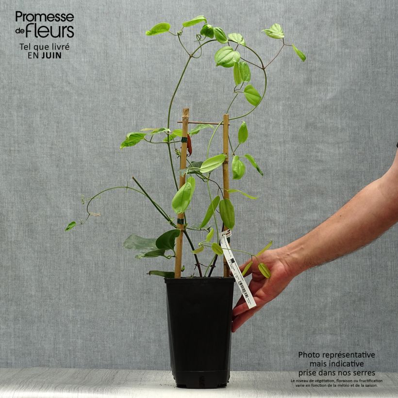 Spécimen de Clématite - Clematis armandii Hendersonii Rubra Pot de 2L/3L tel que livré en été
