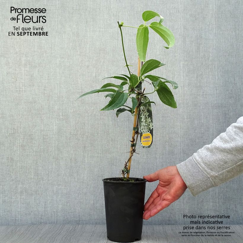 Spécimen de Clématite - Clematis armandii Little White Charm Pot de 2L/3L tel que livré en automne