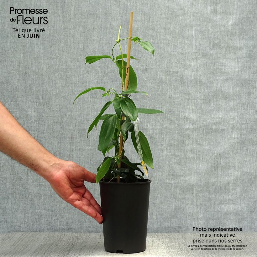 Spécimen de Clématite - Clematis armandii Little White Charm Pot de 2L/3L tel que livré en été