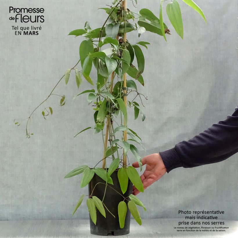 Spécimen de Clématite - Clematis armandii Palissé en pot de 4L/5L tel que livré au printemps