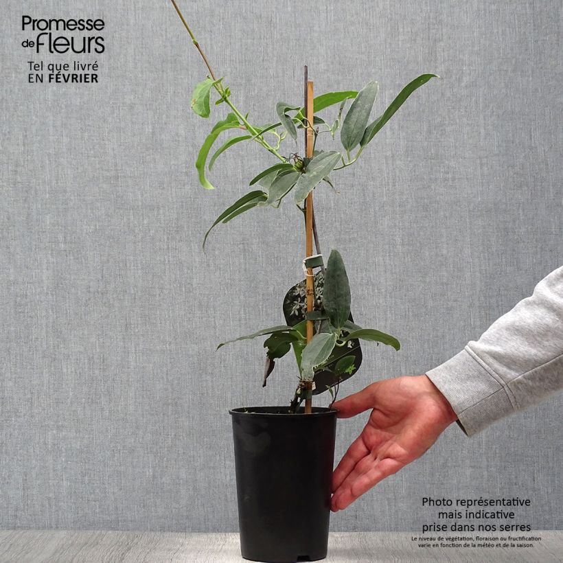 Spécimen de Clématite - Clematis armandii Snowdrift Pot de 2L/3L tel que livré en automne