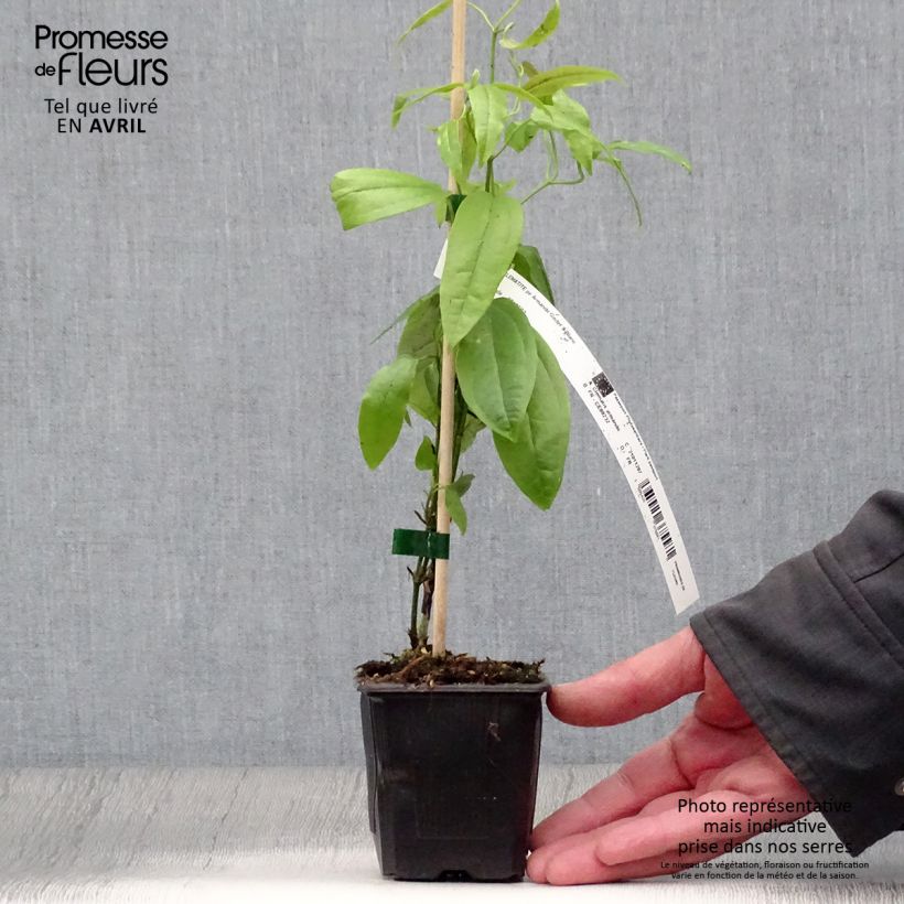 Spécimen de Clématite - Clematis armandii en godet de 8/9cm tel que livré au printemps