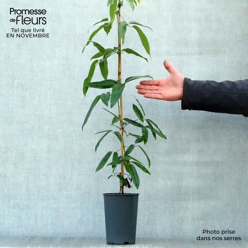 Spécimen de Clématite - Clematis armandii Pot de 2L/3L tel que livré en automne