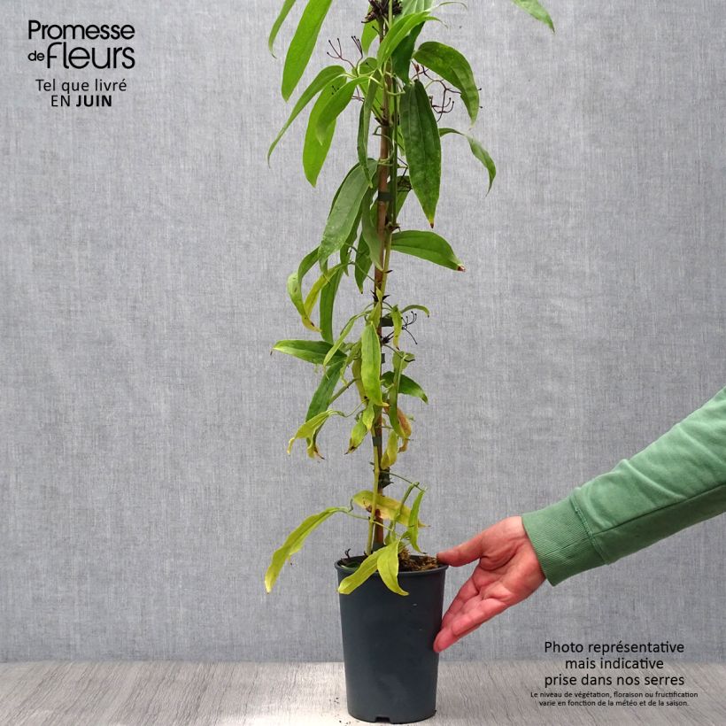 Spécimen de Clématite - Clematis armandii Pot de 2L/3L tel que livré en été