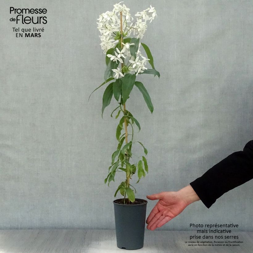 Spécimen de Clématite - Clematis armandii en pot de 2/3L tel que livré au printemps
