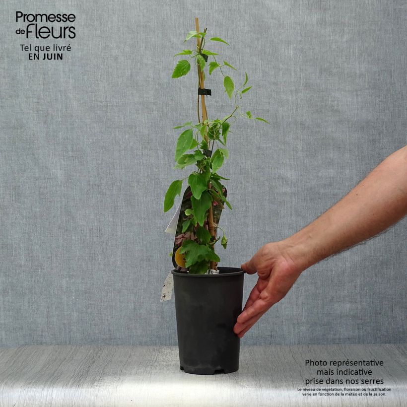 Spécimen de Clématite - Clematis cirrhosa Advent Bells Pot de 2L/3L tel que livré en été