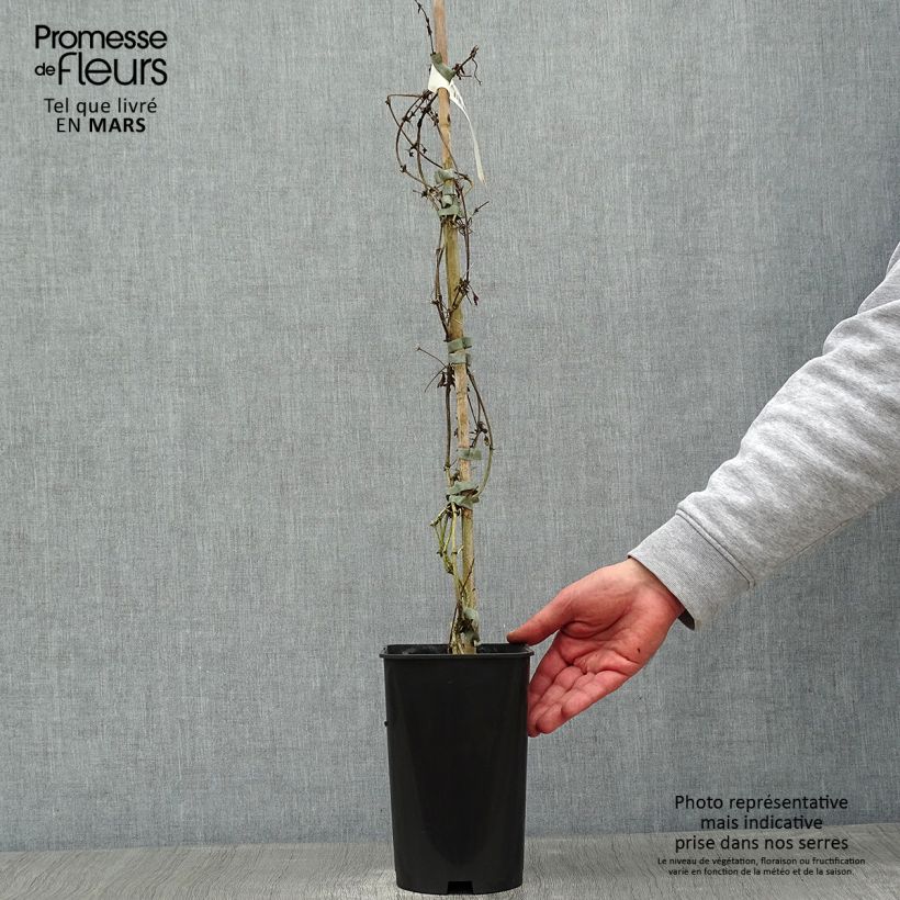 Spécimen de Clématite - Clematis cirrhosa Balearica Pot de 2L/3L tel que livré en hiver