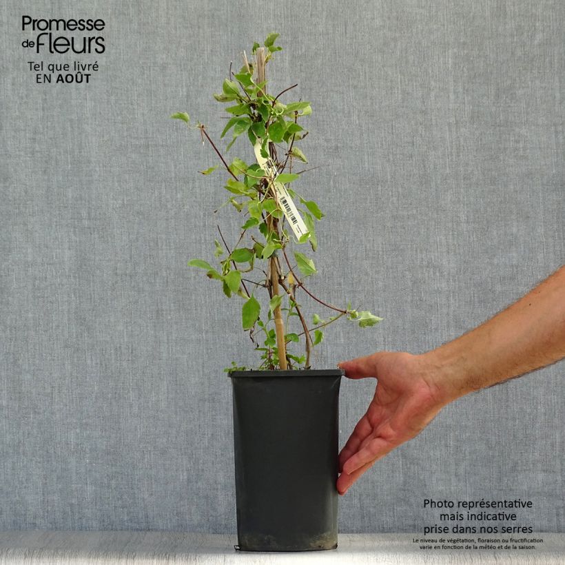 Spécimen de Clématite - Clematis cirrhosa Freckles Pot de 2L/3L tel que livré en été